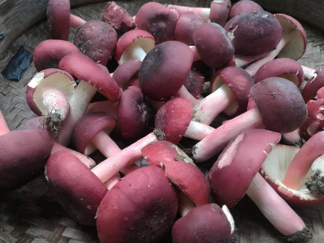 长汀现在红菇多少钱一斤？长汀大山野味红菇 附野生红菇的功效与作用