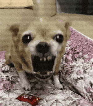 代表学生:贵宾,博美,阿富汗猎犬 6 武术大学 代表专业:中华武术 代表