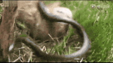 赶过来后猛地突然跳进窝里,先是心疼地嗅了嗅自己的兔宝宝,而兔宝宝