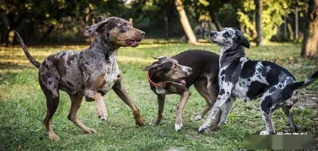 因为加泰霍拉牧猪犬的稀有,美国政府已经把加泰霍拉牧猪犬列为禁止