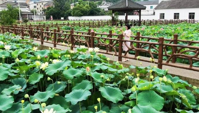 临安郊区惊现 水中花海 荷花