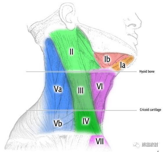 解剖颈部淋巴结分区精选资源