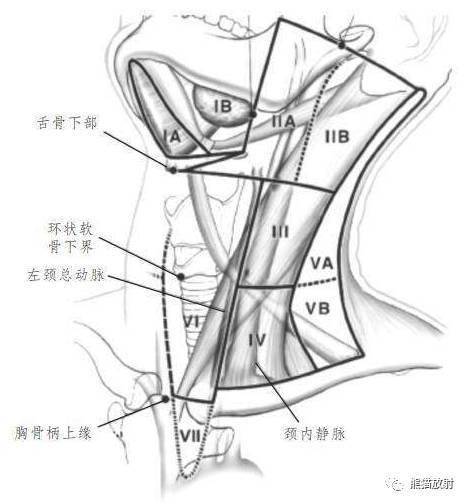 中央区淋巴结,包括喉前,气管前和气管旁淋巴结v区:颈后三角区淋巴结