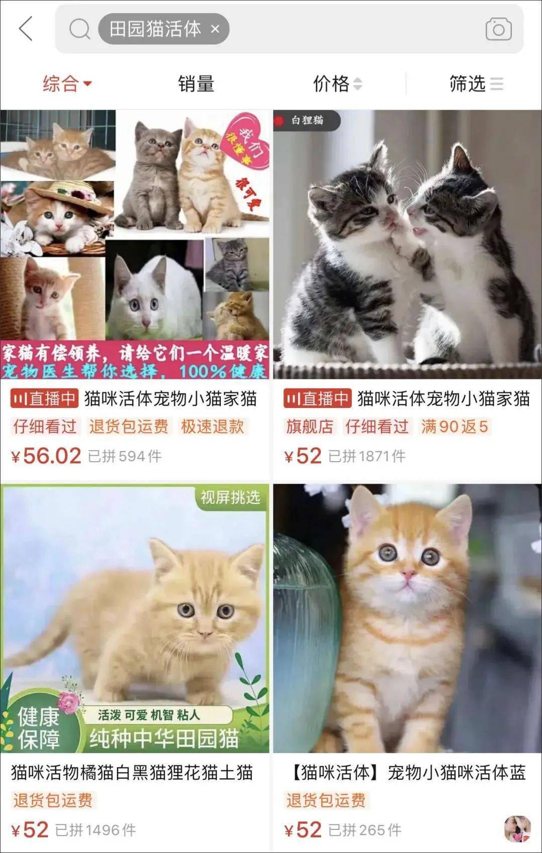 在拼多多卖活体田园猫?几十一只,还包邮