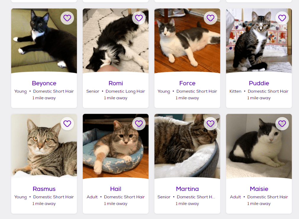 养猫|教会我如何去爱纽约猫咪领养记:花3个月才领回家的猫