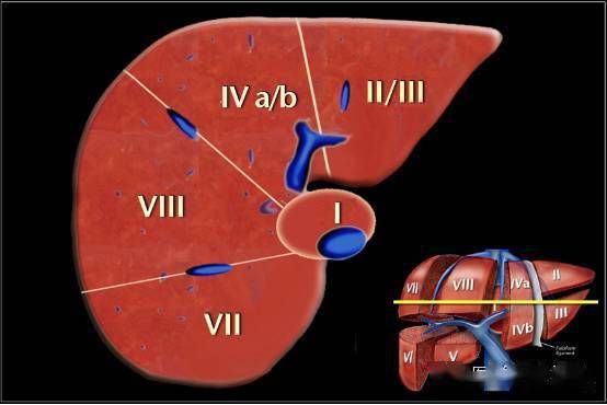 肝脏功能解剖及变异