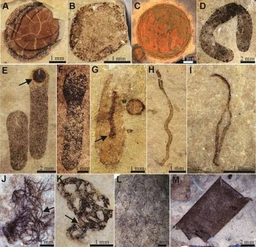 采集上万件珍贵化石标本,持续研究5年…中科院南京地质古生物研究所