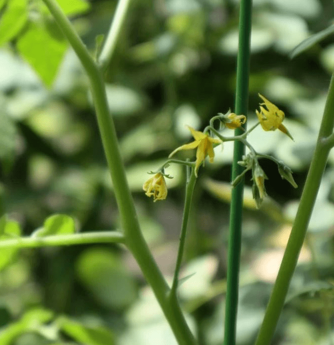 番茄开花没结果