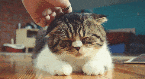 撸猪?撸羊驼?一撸上瘾!芜湖这些宠物体验馆很治愈!