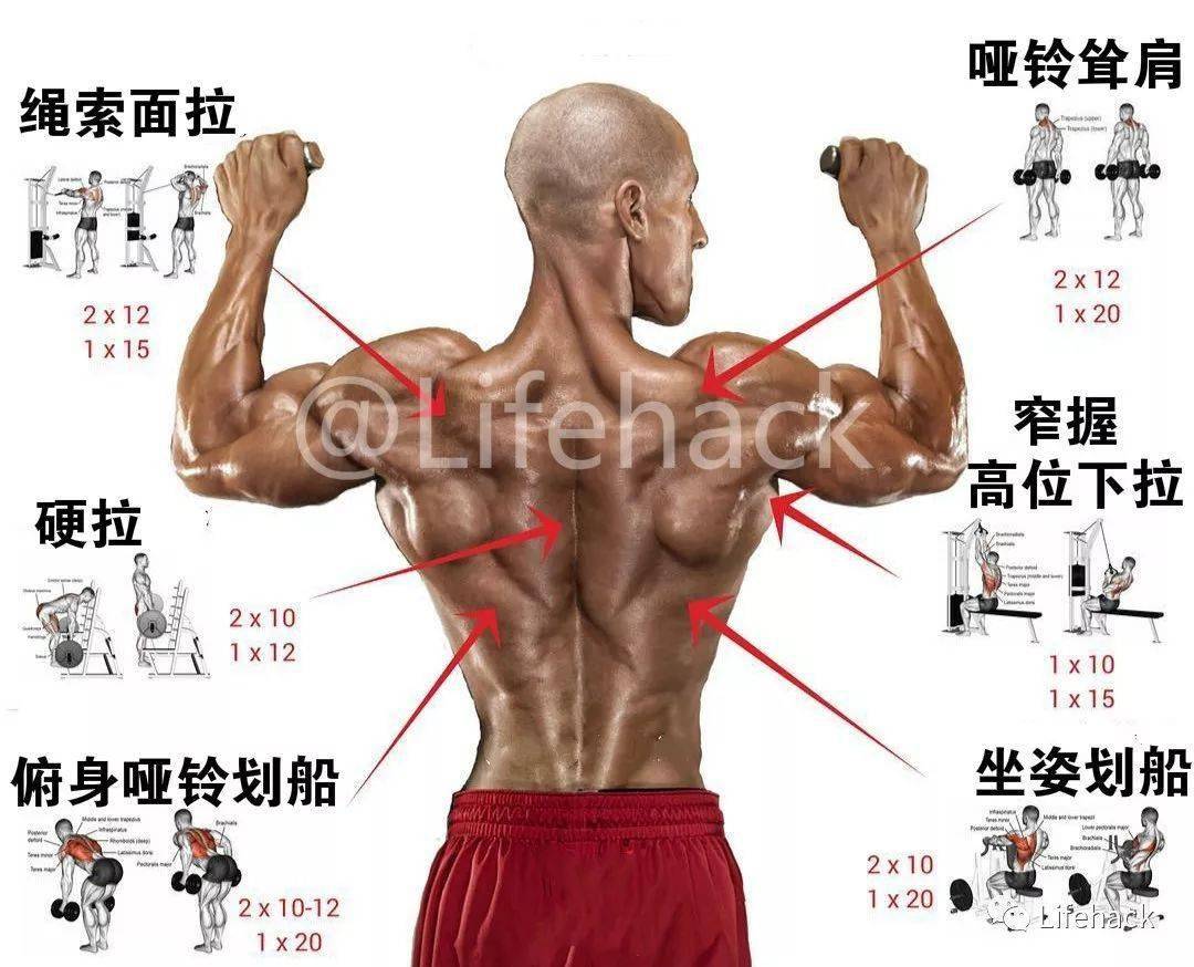 下面体育教师网这套针对 全身各部位肌肉的训练动作图解, 每一张图都