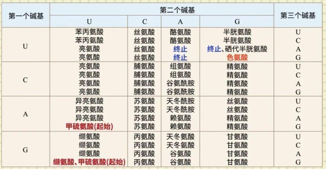 而编码缬氨酸的gug在原核生物中能偶尔客串起始密码子,并在此时编码甲