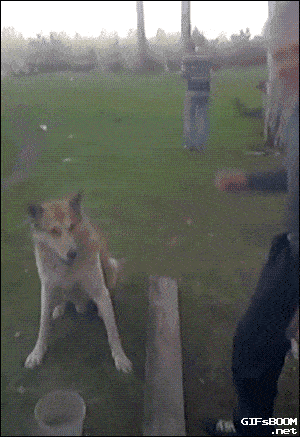 300_437竖版 竖屏gif 动态图 动图