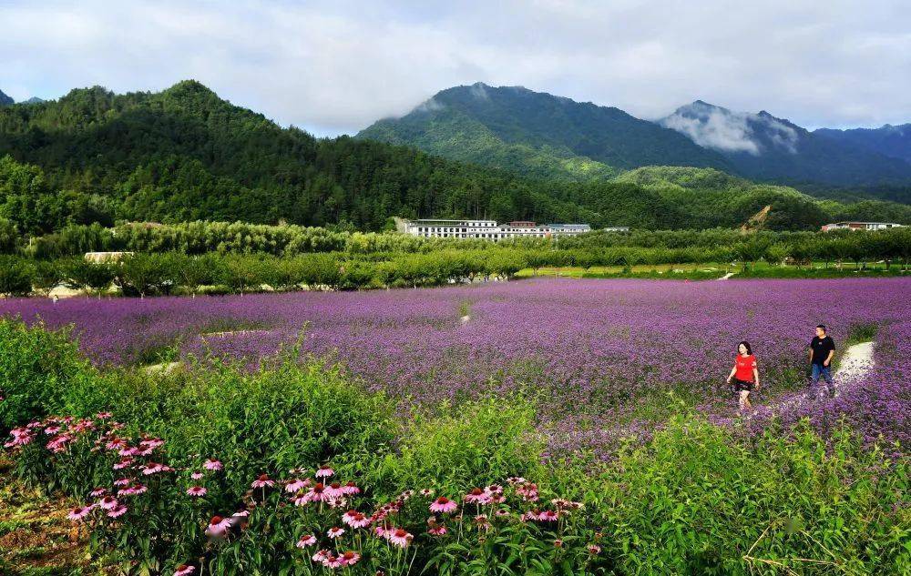 7月1日拍摄的陕西留坝县城的金水湾花海.