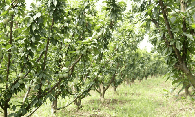 哪里买正宗的山茱萸 1fd3c5aaaede4eb9803f656468ac2052.png