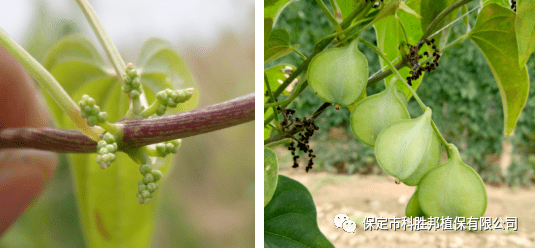 【与农小常识】麻山药开花未必结果_手机搜狐网