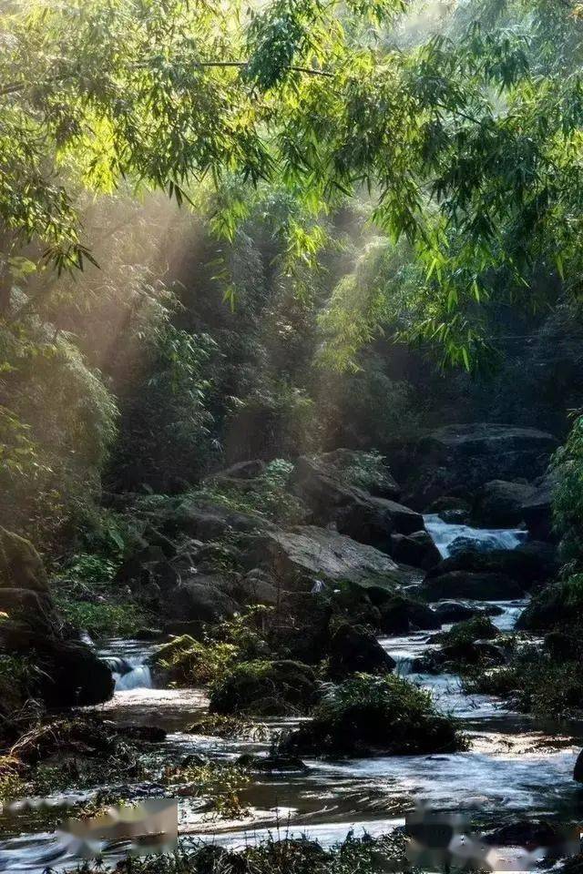 全都不要门票!德阳出发2h,游竹海,溪涧耍水,捉鱼搬螃蟹,凉快玩一天