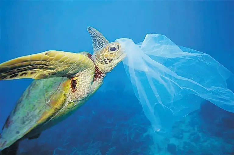 但事实上,海洋塑料垃圾污染,以及它们对海洋生态环境的危害,早已远远