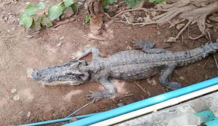 泰国"骷髅鳄鱼":骨瘦如柴毫无食欲…居然又是人类惹的