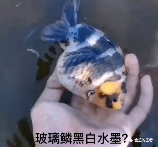 新手向——各类兰寿体型品相分析