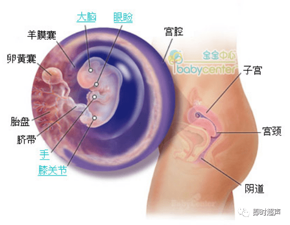 什么是坐胎的图片 dcee9603c75e4141a4d0c3d027fbd8be.png