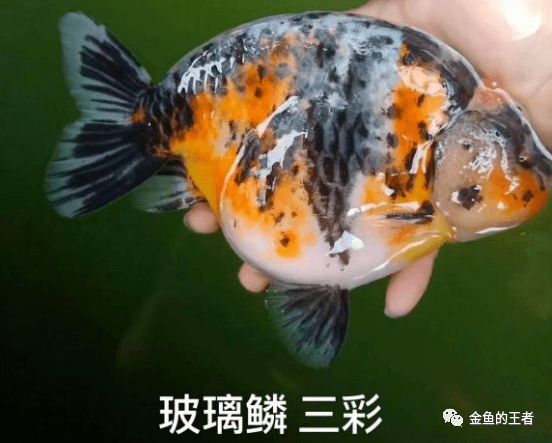 新手向—各类兰寿体型品相分析