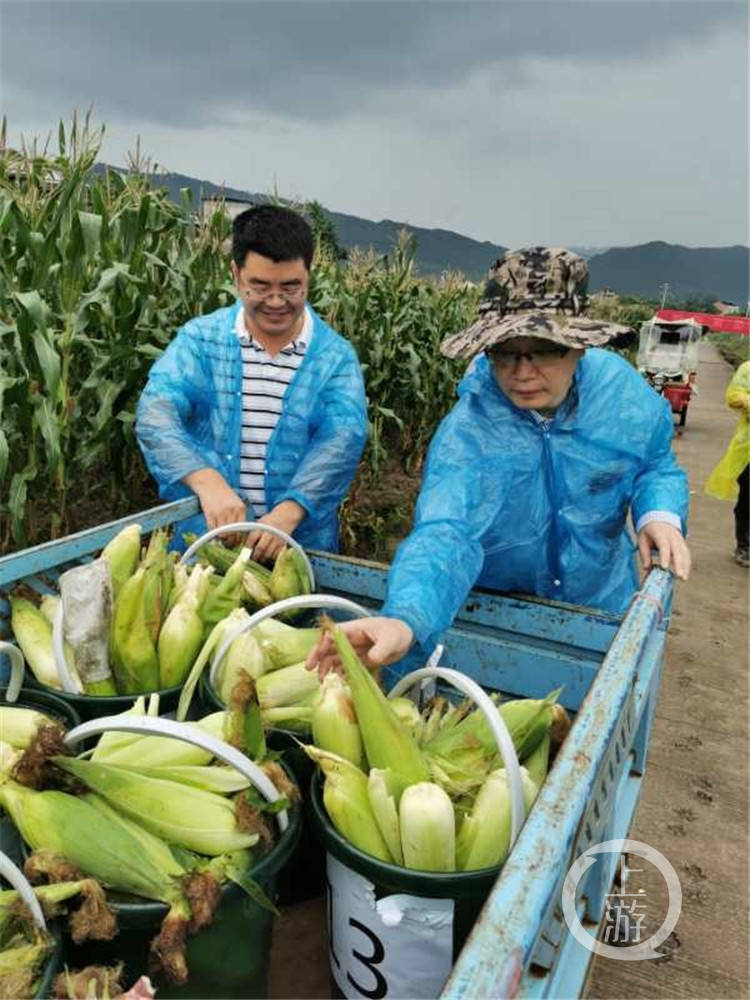 苟小红|重庆市面上的玉米哪种最好吃？这三个品种值得你尝尝