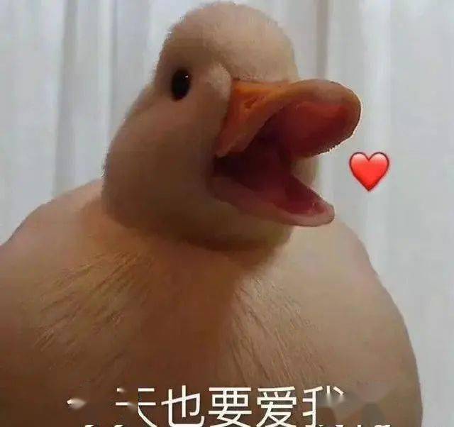 知名艺人发布“寻鸭启事”，警方回应！结局令人心疼又愤怒……