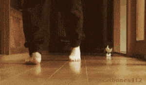 喵喵表情包第四期丨