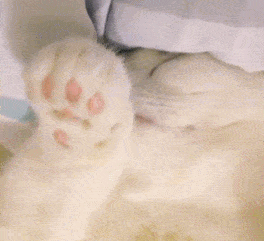 喵喵表情包第五期丨