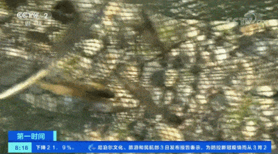 药丸|触目惊心！记者夜探汉江，“红色药丸”非法捕鱼猖狂！这样的高价“江鲜”，你敢吃吗？