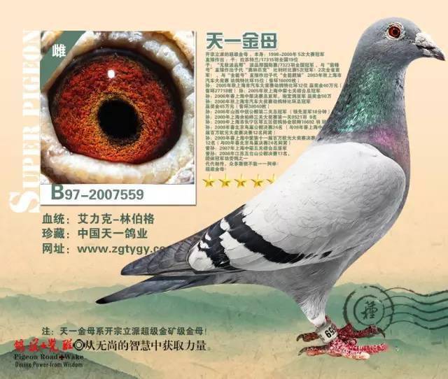 中国天一鸽业39羽基础种鸽.