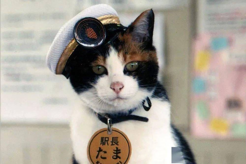 猫咪也有专属节日,日本人到底有多爱猫?