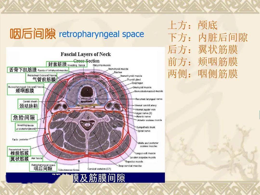 咽喉部解剖最全图解 // nhah国际芳疗师认证考试