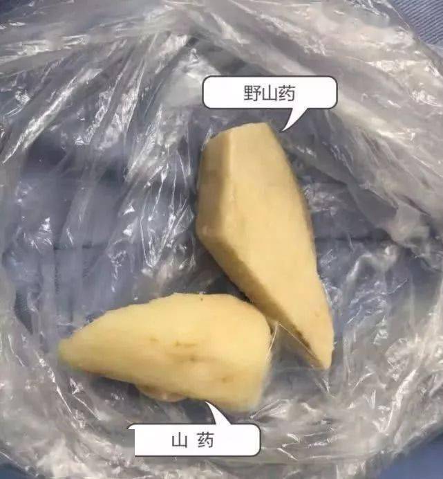 公园|扩散提醒！一女子咬这植物后中毒！公园路边常见