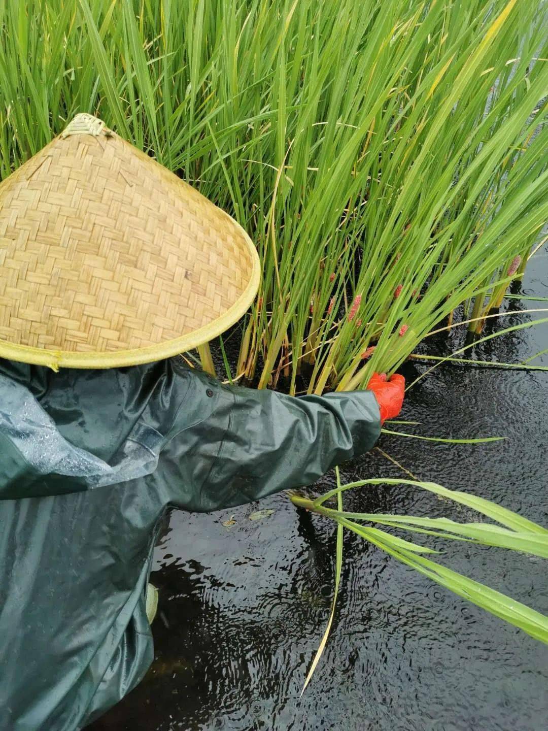 生态环境部更新外来入侵物种名单