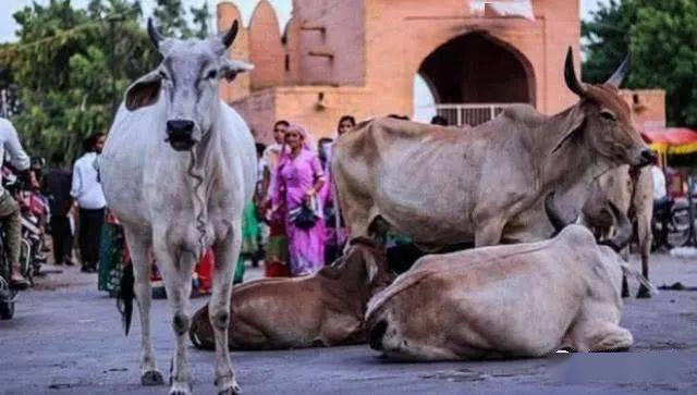 观点评论|在印度为什么那么崇尚“牛”