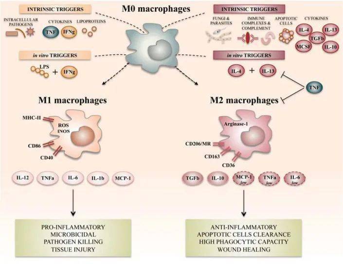 人巨噬细胞,只极化为m1样,m2样巨噬细胞吗?