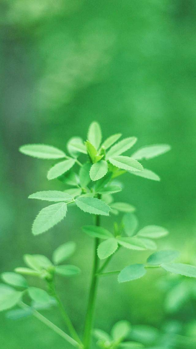 临夏这组"最夏天"的壁纸,全部都要用一遍!_屏保