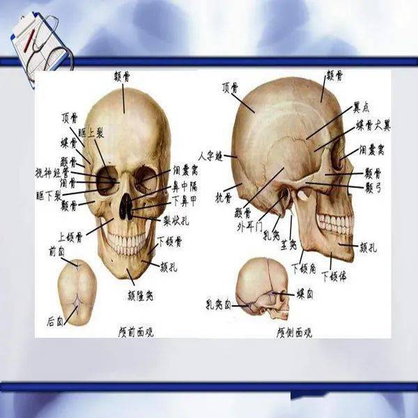 口腔颌面医学影像诊断学颌面骨骨折及系统性疾病