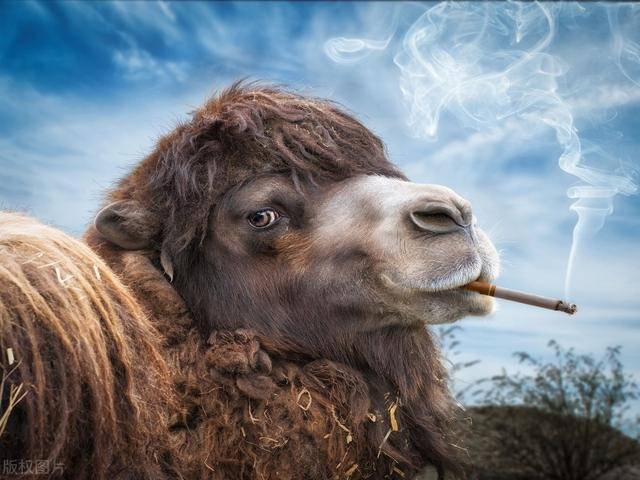正当人类想尽办法努力戒烟的之时,小动物"吞云吐雾,抽烟表情十分