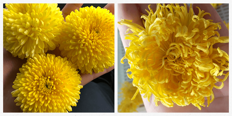 众筹丨夏季常饮茶,金丝皇菊/徽州皇菊,买一赠一,可消暑生津,祛风润喉