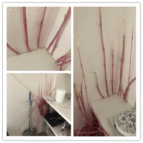 厨房|土豆生超长“触手”吓呆女子