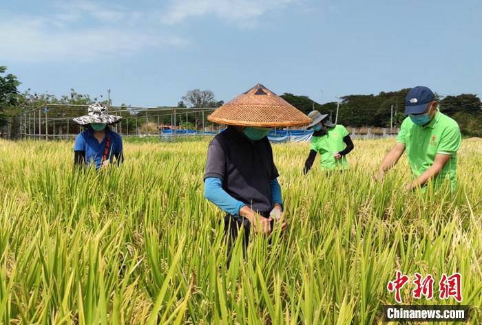 菲律宾人口 2021_菲律宾人口