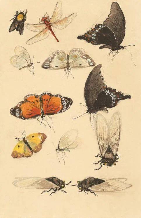 蝴蝶 张振铎中国画 图画纸 29cmx23cm 1950年代 私人收藏
