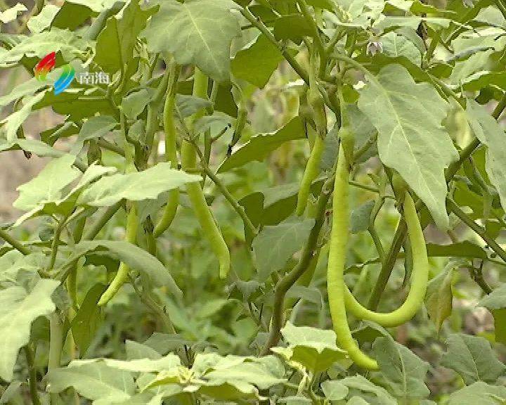 大沥设置50亩秋茄种植基地 打响"盐步秋茄"品牌