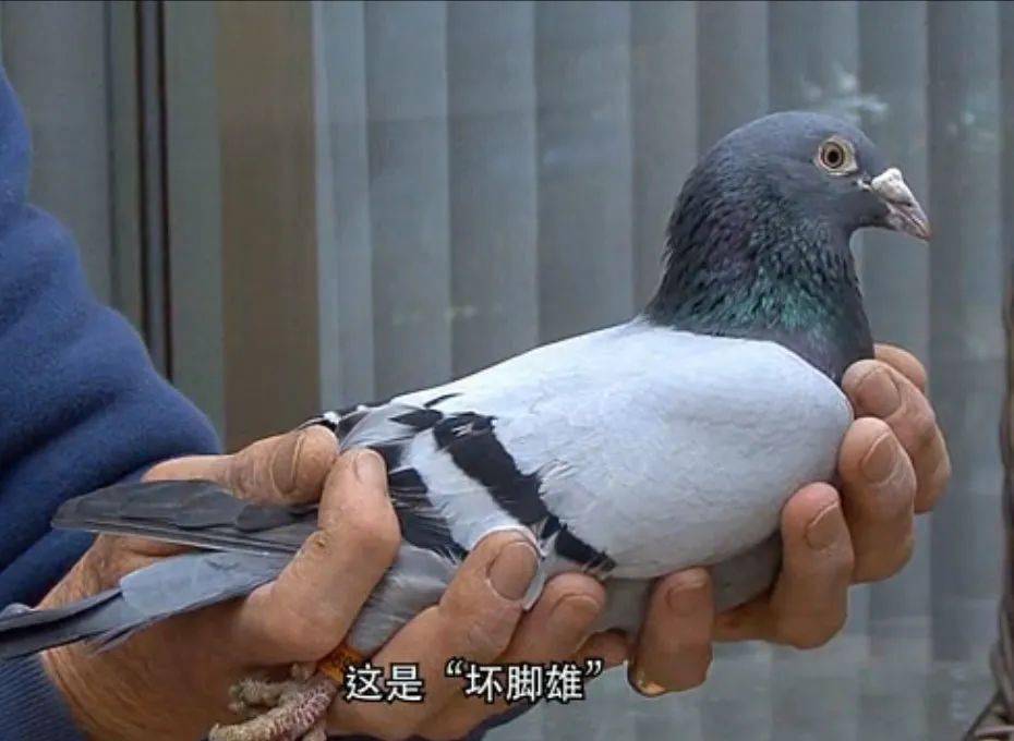 世界上最贵的10羽鸽子!
