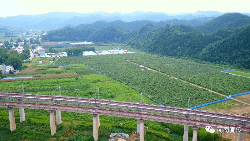 走进商南县富水镇王家庄村猕猴桃产业基地,数十名村民在田间忙碌着,有