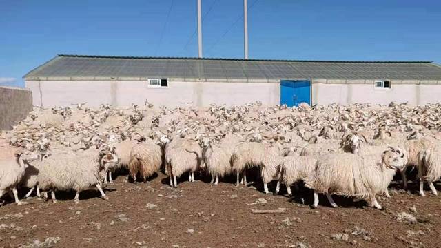 合作社|上海送来分红模式，玛多牧民增收“喜羊羊”