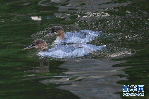 头道|中华秋沙鸭现身长白山保护区