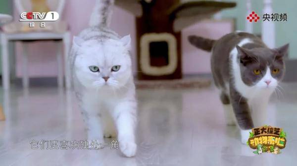 嗅觉排名_十大嗅觉猎犬排名(2)